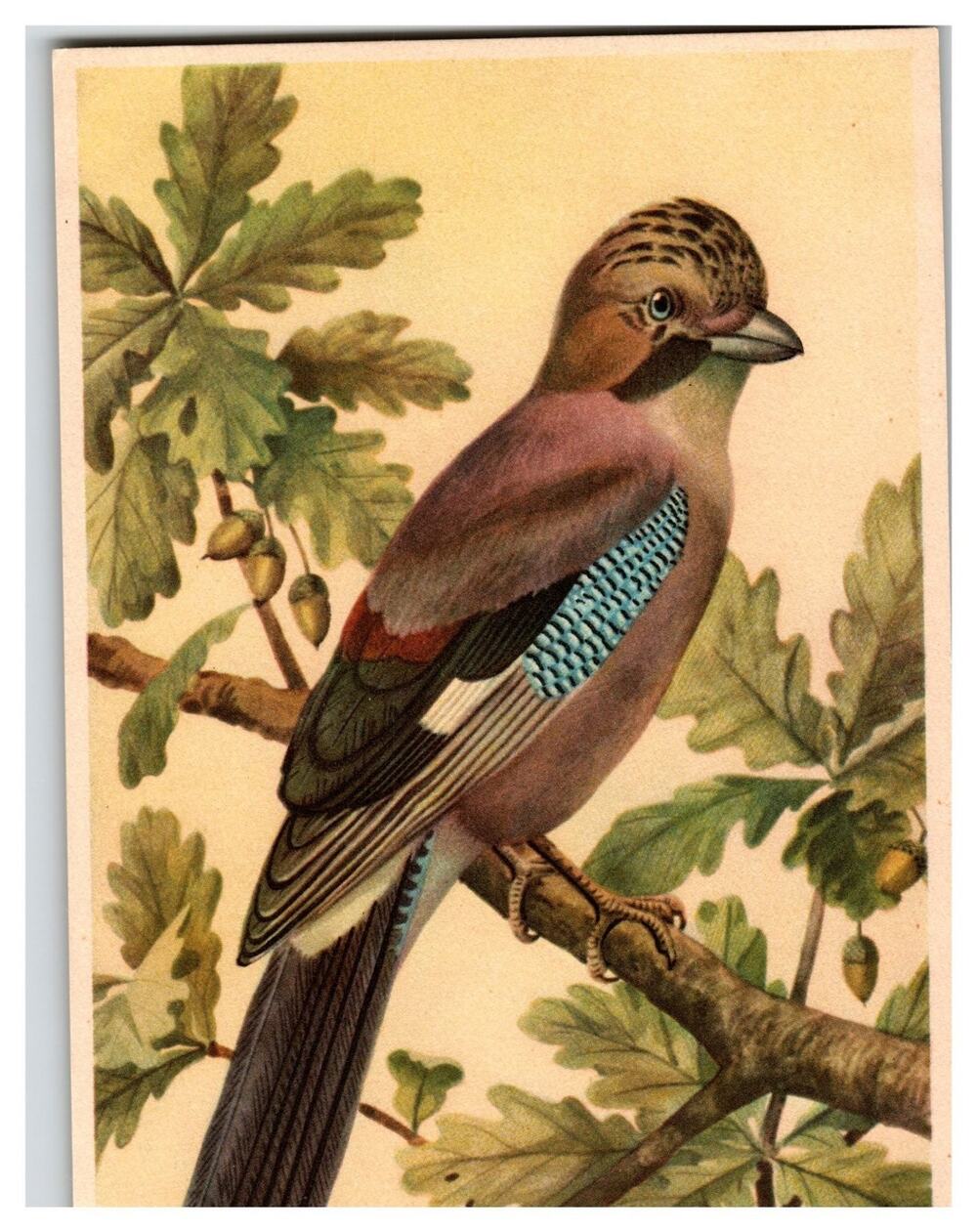 Vintage GARRULUS GLANDARIUS Eurasian Jay Bird Ornithology Postcard Oak